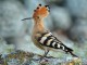 menorca_walking_birds_abubilla_hoopoe_upupa_epops