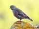 menorca_walking_birds_acentor_alpino_alpine_accentor_prunella_collaris
