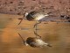 menorca_walking_birds_aguja_colipinta_bar_tailed_godwit_limosa_lapponica