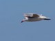 menorca_walking_birds_audoin_gull_gaviota_audouin_larus_audouinii