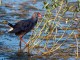 menorca_walking_birds_calamon_purple_gallinule_porphyrio_porphyrio