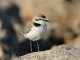 menorca_walking_birds_chorlitejo_patinegro_kentish_plover_charadrius_alexandrinus