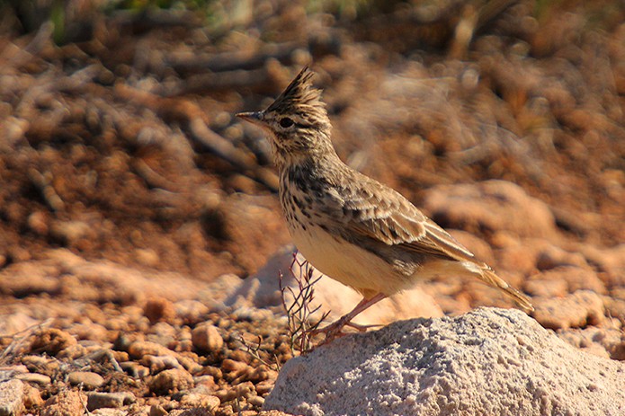 menorca_walking_birds_cogujada_montesina_thekla_lark_galerida_tecklae