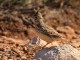 menorca_walking_birds_cogujada_montesina_thekla_lark_galerida_tecklae