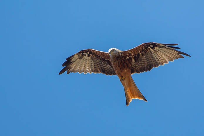 menorca_walking_birds_milano_real_red_kite_milvus_milvus