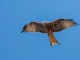 menorca_walking_birds_milano_real_red_kite_milvus_milvus