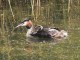 menorca_walking_birds_somormujo_lavanco_great_crested_grebe_podiceps_cristatus