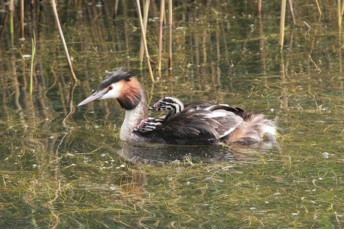 menorca_walking_birds_somormujo_lavanco_great_crested_grebe_podiceps_cristatus