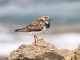 menorca_walking_birds_vuelvepiedras_turnstone_arenaria_interpres