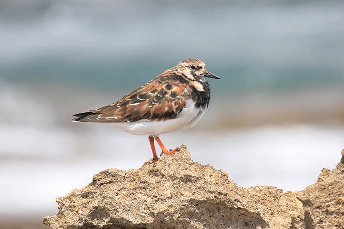 menorca_walking_birds_vuelvepiedras_turnstone_arenaria_interpres